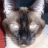 Elijha Cat