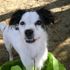 buddy the dog