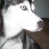 Kenai haines