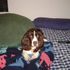 Buddy Quiles