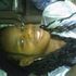 Tajish Harrell