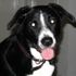 Beauregard Sawyer