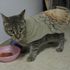brian the cat