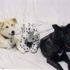 The Dogs