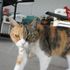Mooch E. Cat