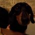Rascal the dog
