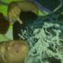 Justin Ybarra