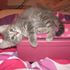Kinley Libbert
