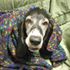 Hank Woofles