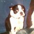 spot larson