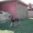 Hondo Dog