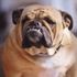 Bowen Bulldog