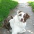 sammy phaup