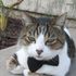 Mr Guy