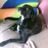 golia ex cinodromo