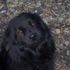 ursa profile