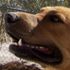 koda myspace