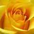 Sylvia Garcia