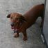 Odie Stephens