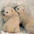 Tarka Bear