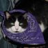 benito Cat
