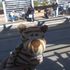Toby Tiger