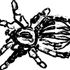 TARANTULA tarantula