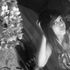 Celli Flores