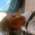 ADy Nazreen
