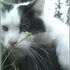 Yuuki The Cat