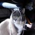 Yuri The Cat
