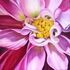 MArIlIn ROsado