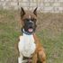 SirBountyBoy male brindle boxer