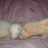 Sisters grapetail Haven