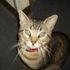 Mister Buttons