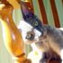 lupin