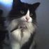 Priscilla Cat