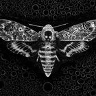 ORATRISM
