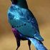 Nadim Hossain