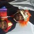 Darell Howard