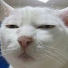 小鑫