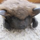 Zukus Acidus