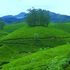 Kerala Tour
