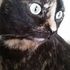 Feather Frances