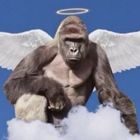 Harambe