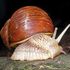 Mollus