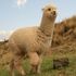Lord Sheepy