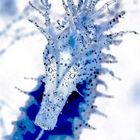 HIPPOCAMPUS