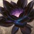 Raistlin