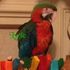 Cindy's Parrot Place